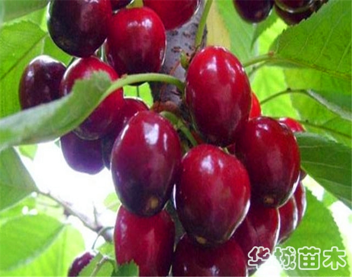 櫻桃苗新品種 魯櫻3號(hào)櫻桃苗